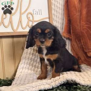 Bailey, Cavalier King Charles Spaniel Puppy